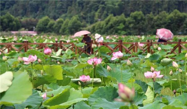 腾冲旅游