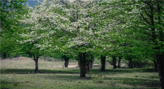 腾冲旅游