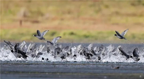 腾冲景点：腾冲北海湿地迎来最佳观鸟季，纪录片里的壮丽景象正在上演