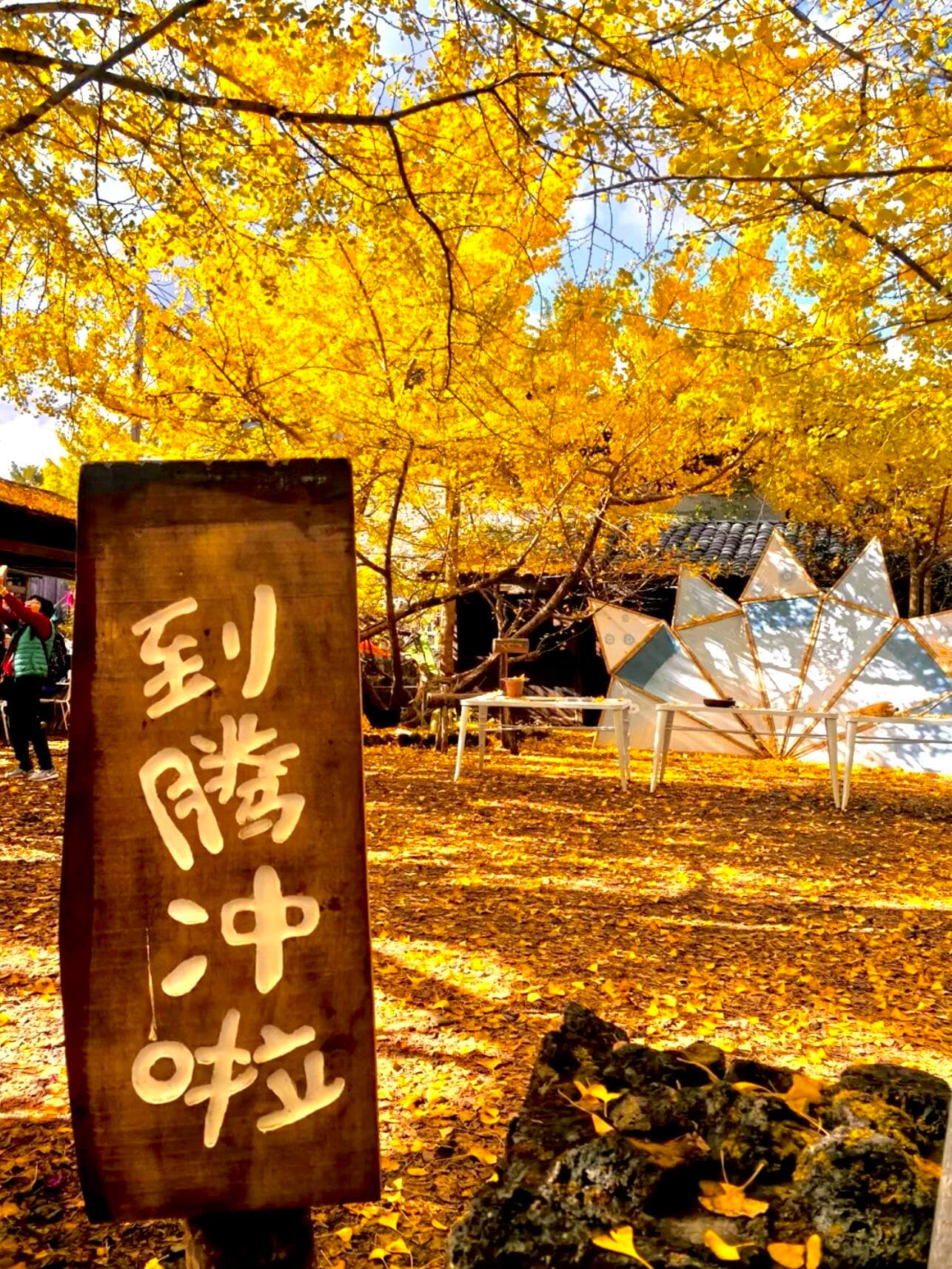 云南旅行推荐-腾冲银杏村！一年只美20天