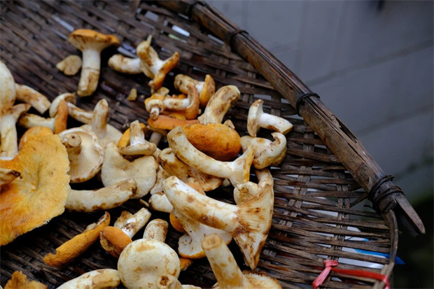 腾冲旅游：山野菌香正当时！赴一场边城限定山珍盛宴
